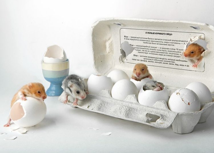 Dùng hộp đựng trứng để làm đồ chơi cho hamster