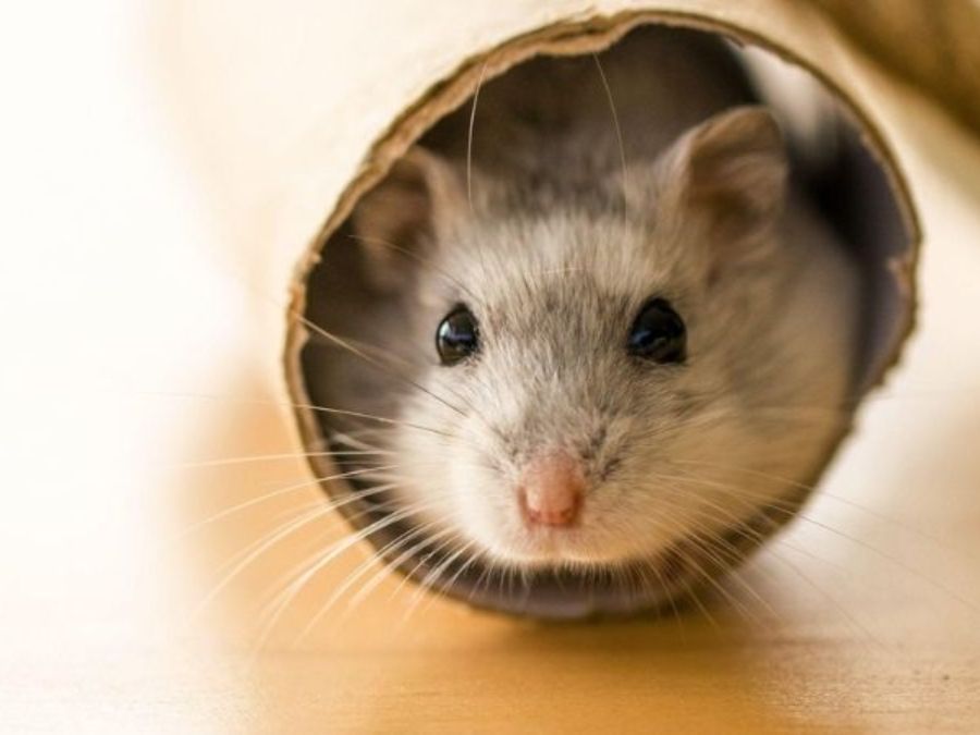 Biến giấy vệ sinh thành nhà ống và đường hầm cho hamster