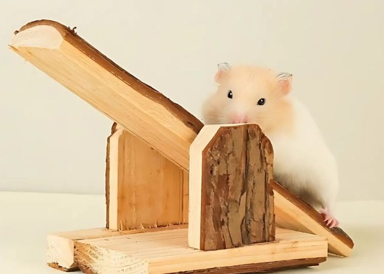 Đồ chơi từ bìa carton/gỗ ép cho hamster