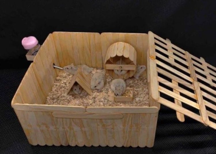 Tự làm đồ chơi cho Hamster từ que kem/cành cây nhỏ