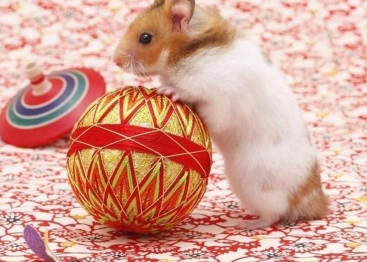 Tự làm đồ chơi cho Hamster tương tác từ lõi giấy/vải vụn