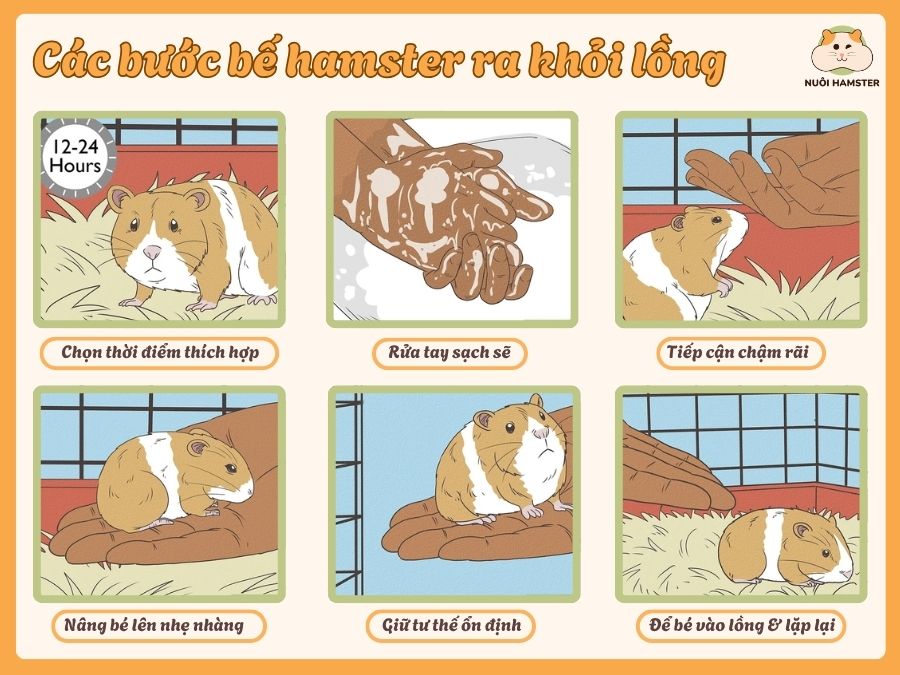 6 bước bế hamster đúng cách