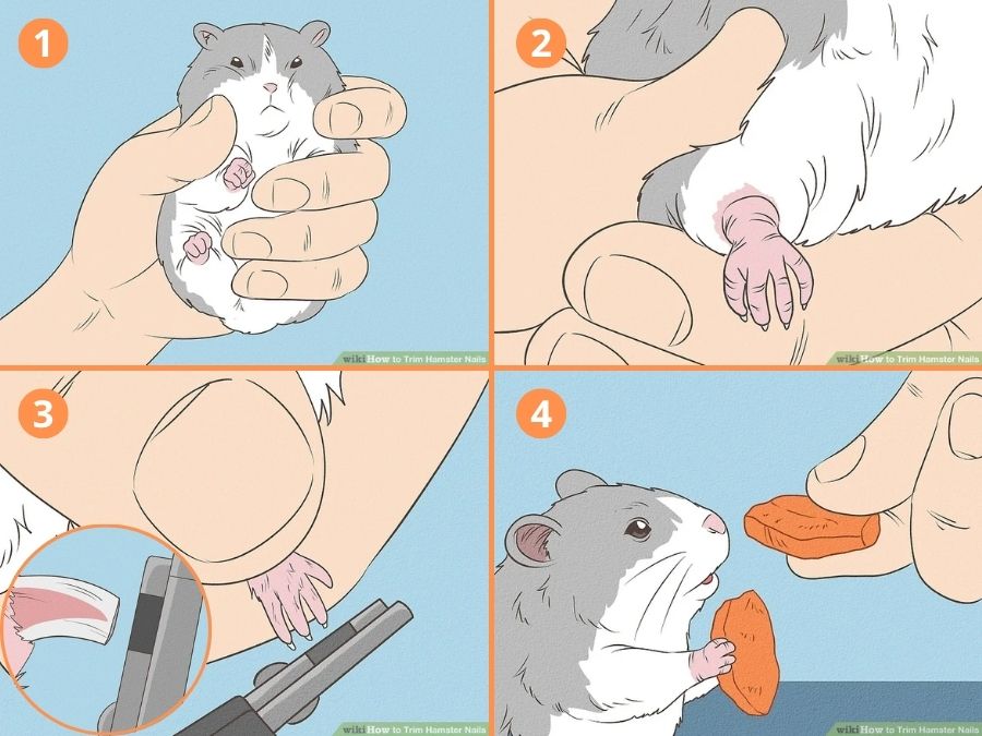 Các bước cắt móng tay cho hamster