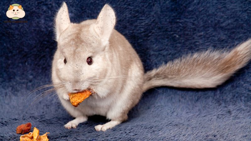 Chuột Chinchilla