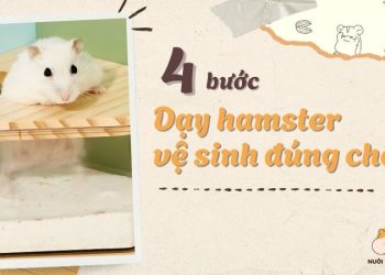 4 bước dạy hamster đi vệ sinh đúng chỗ