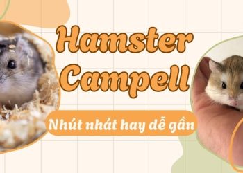 Hamster Campell là con gì