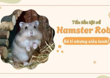 Chuột Hamster Robo là con gì