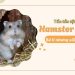 Chuột Hamster Robo là con gì