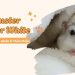 Hamster Winter White là con gì