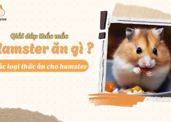 Chuột Hamster ăn gì cho mập