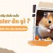 Chuột Hamster ăn gì cho mập