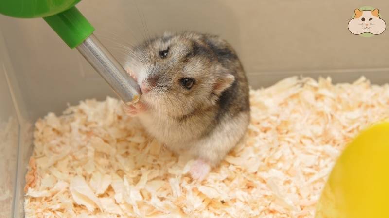 Bao lâu thay lót chuồng hamster là phù hợp nhất?