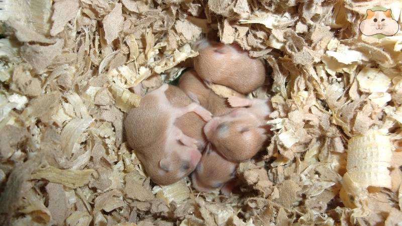 Giữ chuồng hamster luôn sạch sẽ và thơm tho chưa bao giờ dễ dàng đến thế!