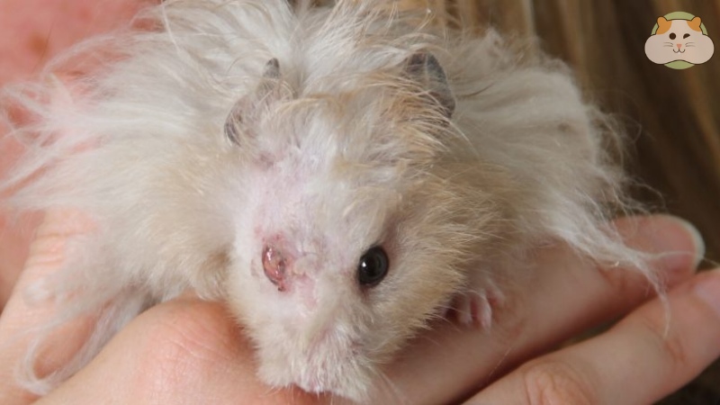 Bệnh nhiễm trùng mắt của chuột hamster