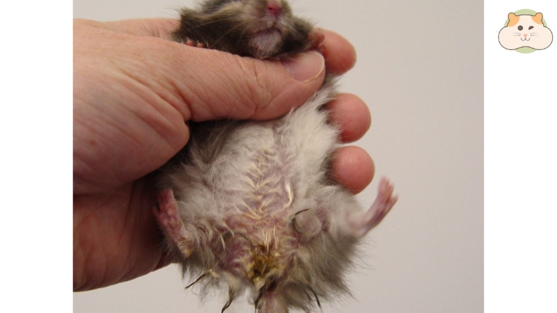 Bệnh ướt đuôi của chuột hamster