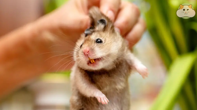 Răng mọc của chuột hamster mọc quá dài
