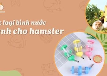 Tổng hợp các loại bình nước cho hamster