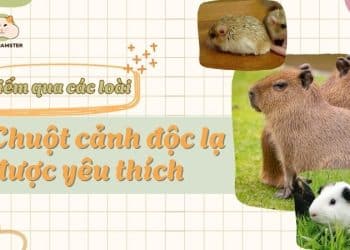 Điểm qua các loại chuột cảnh khác