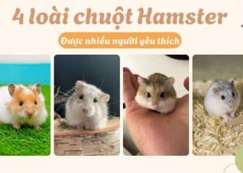 các loại chuột hamster phổ biến