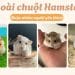 các loại chuột hamster phổ biến