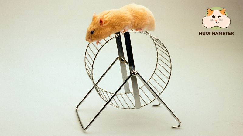 Bánh xe lăn là một trong các món đồ chơi cho hamster vận động thể thao