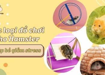 Các loại đồ chơi cho hamster