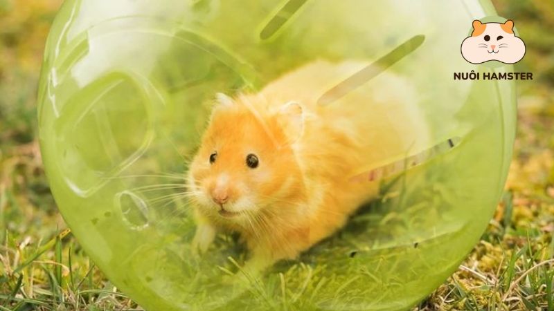 Bóng lăn cho hamster vui chơi giải trí