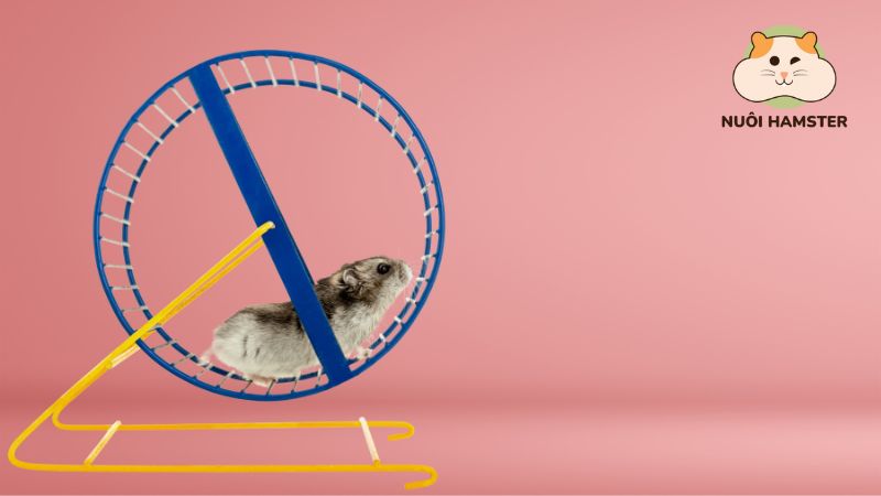 Bánh xe chạy cho hamster tập thể dục