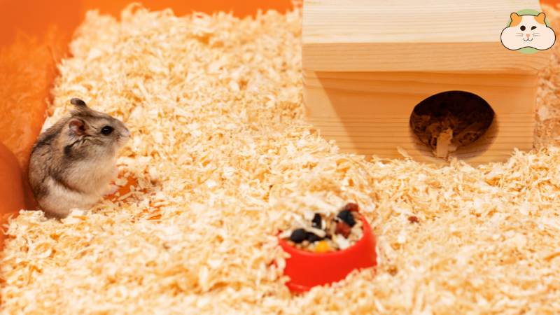 Mùn cưa (dăm bào) một trong các loại lót chuồng hamster phổ biến nhất