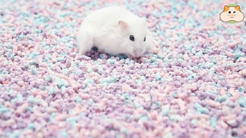 Giấy lót: An toàn, khô thoáng, và giúp chuồng hamster luôn sạch sẽ.