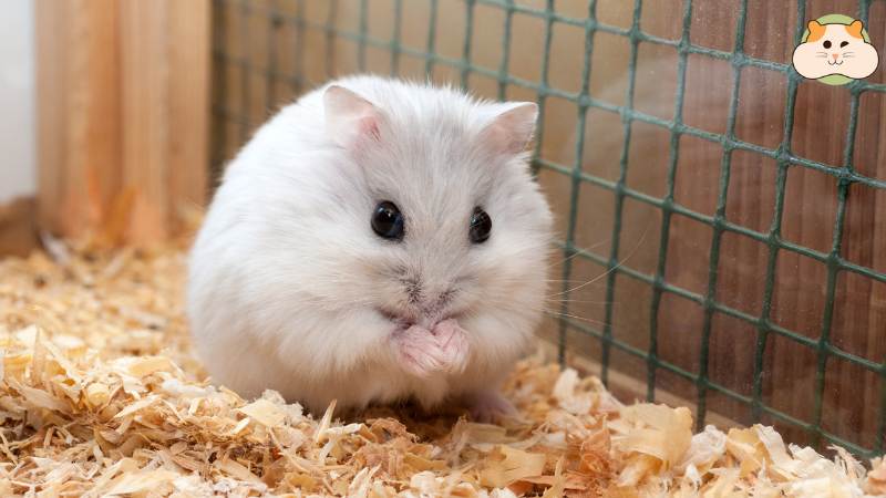 Chọn lót chuồng hamster: Phù hợp với đặc điểm, môi trường và ngân sách