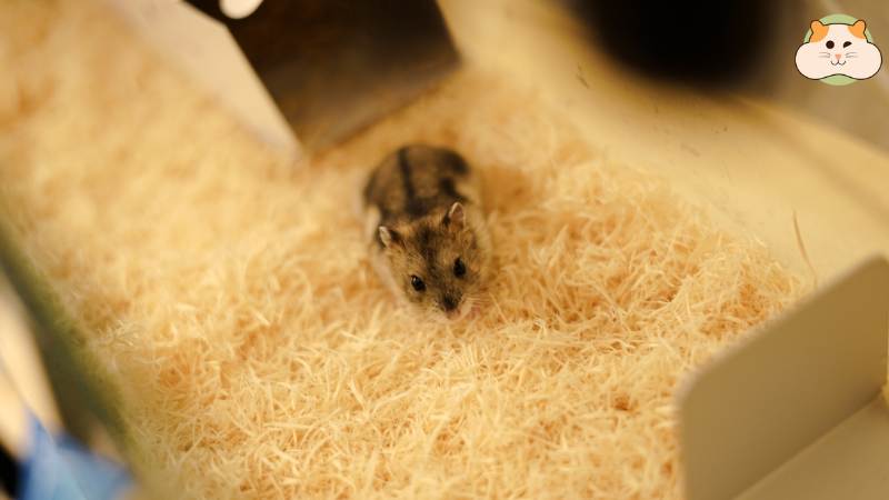 Thay lót chuồng định kỳ và vệ sinh sạch sẽ để hamster sống an toàn