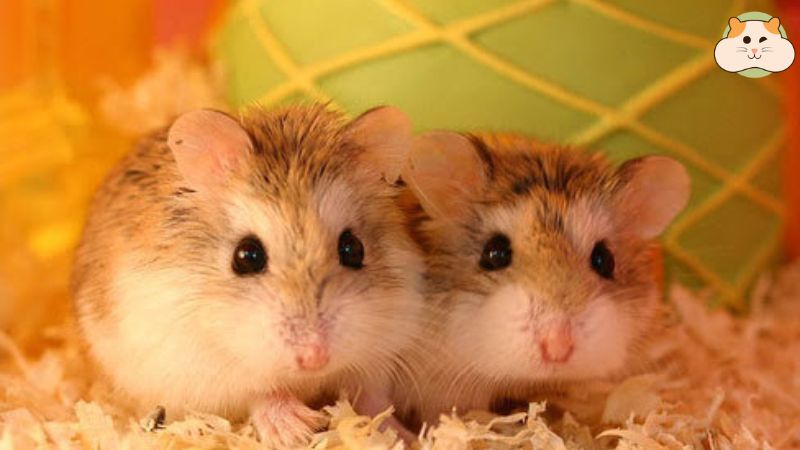 Chuột hamster robo có thể sống theo cặp