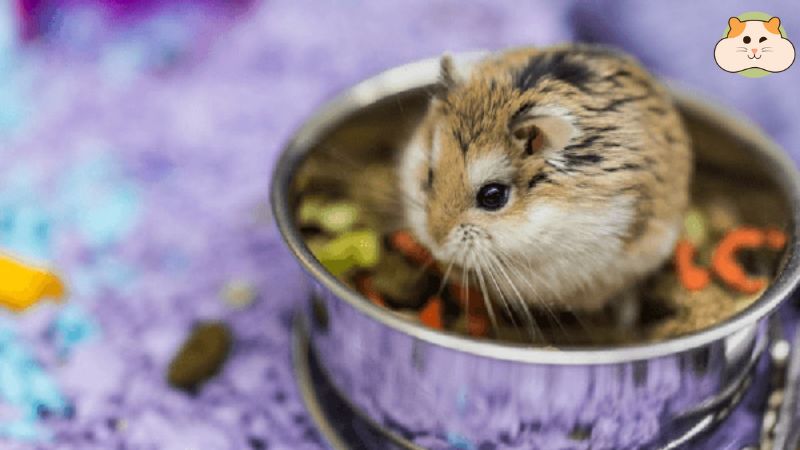 Trang bị đầy đủ đồ dùng cần thiết cho bé Hamster Roborovski