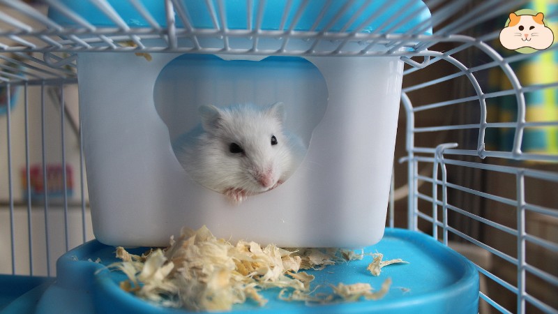 Chuồng nuôi hamster không sạch sẽ