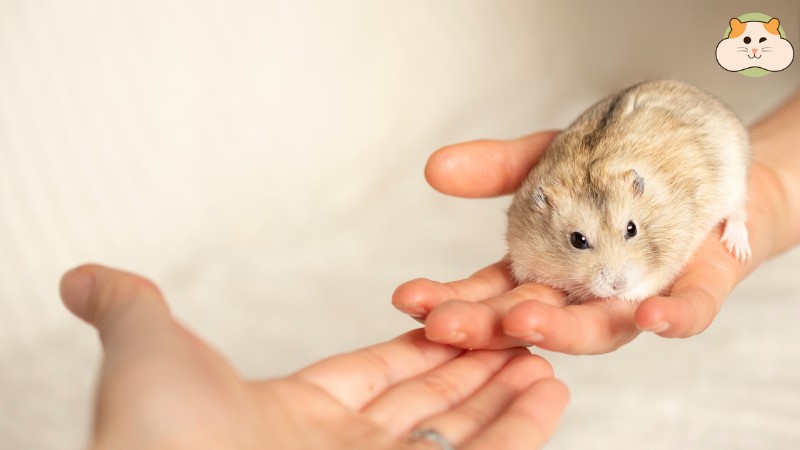 bế bé hamster hamster cẩn thận
