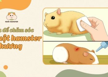 Cách chăm sóc hamster bị thương
