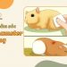 Cách chăm sóc hamster bị thương