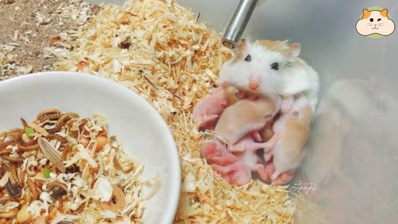 Thức ăn giàu đạm và vitamin giúp mẹ hamster khỏe và đủ sữa cho con