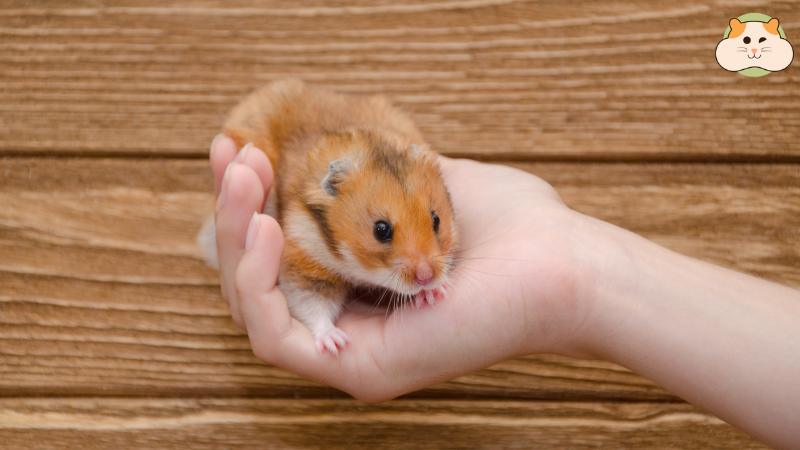 Tách hamster bố sớm để tránh stress và mang thai lại cho mẹ