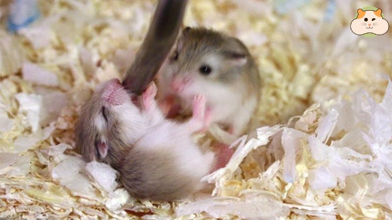 Hamster con phát triển qua từng tuần, từ phụ thuộc mẹ đến sống độc lập