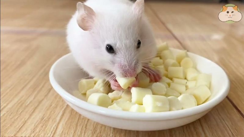 Cẩn trọng với thức ăn mềm và thực phẩm “ăn ké” của người