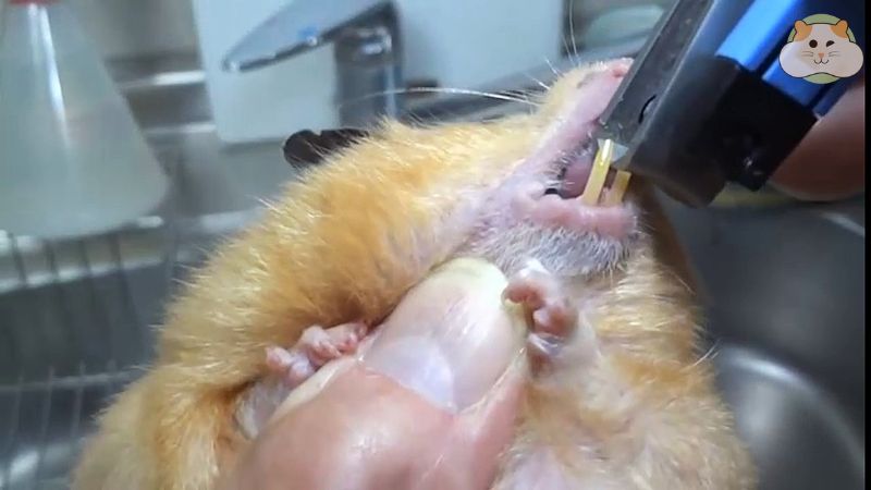 Hướng dẫn cách cắt răng cho chuột hamster