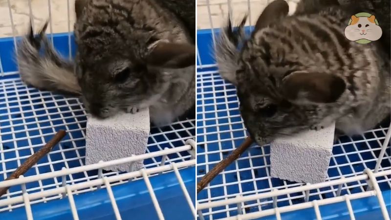 Cách làm đá mài răng cho hamster