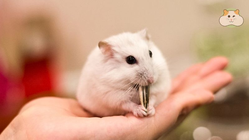 Cách làm đá mài răng cho hamster