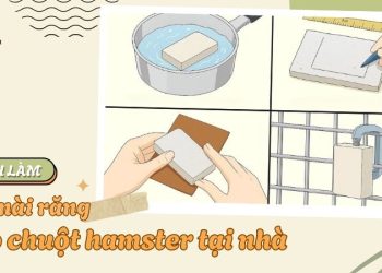 cách làm đái mài răng cho hamster tại nhà