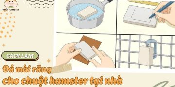 cách làm đái mài răng cho hamster tại nhà