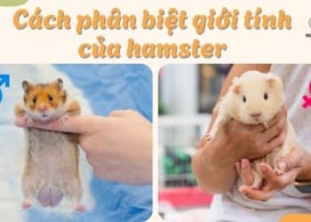 Cách phân biệt hamster đực và cái