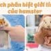 Cách phân biệt hamster đực và cái
