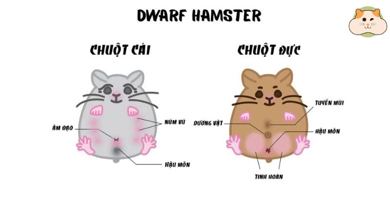 Cách phân biệt hamster đực & cái